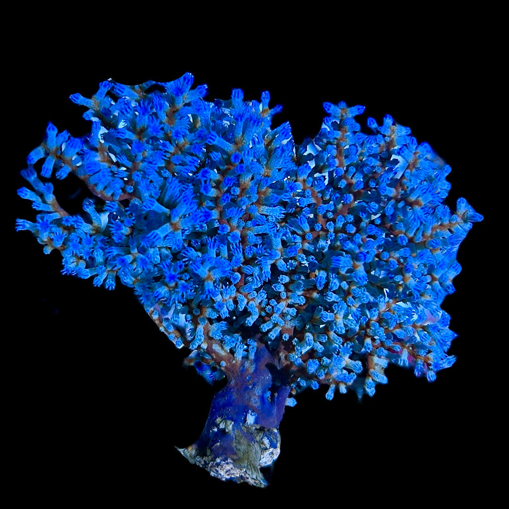 Blueberry Gorgonian