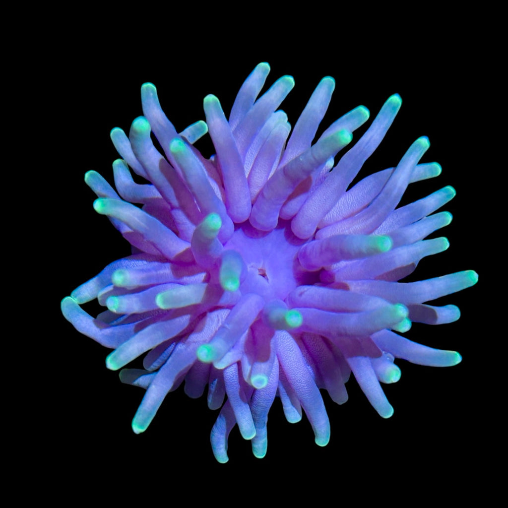 Purple Condylactis Anemone