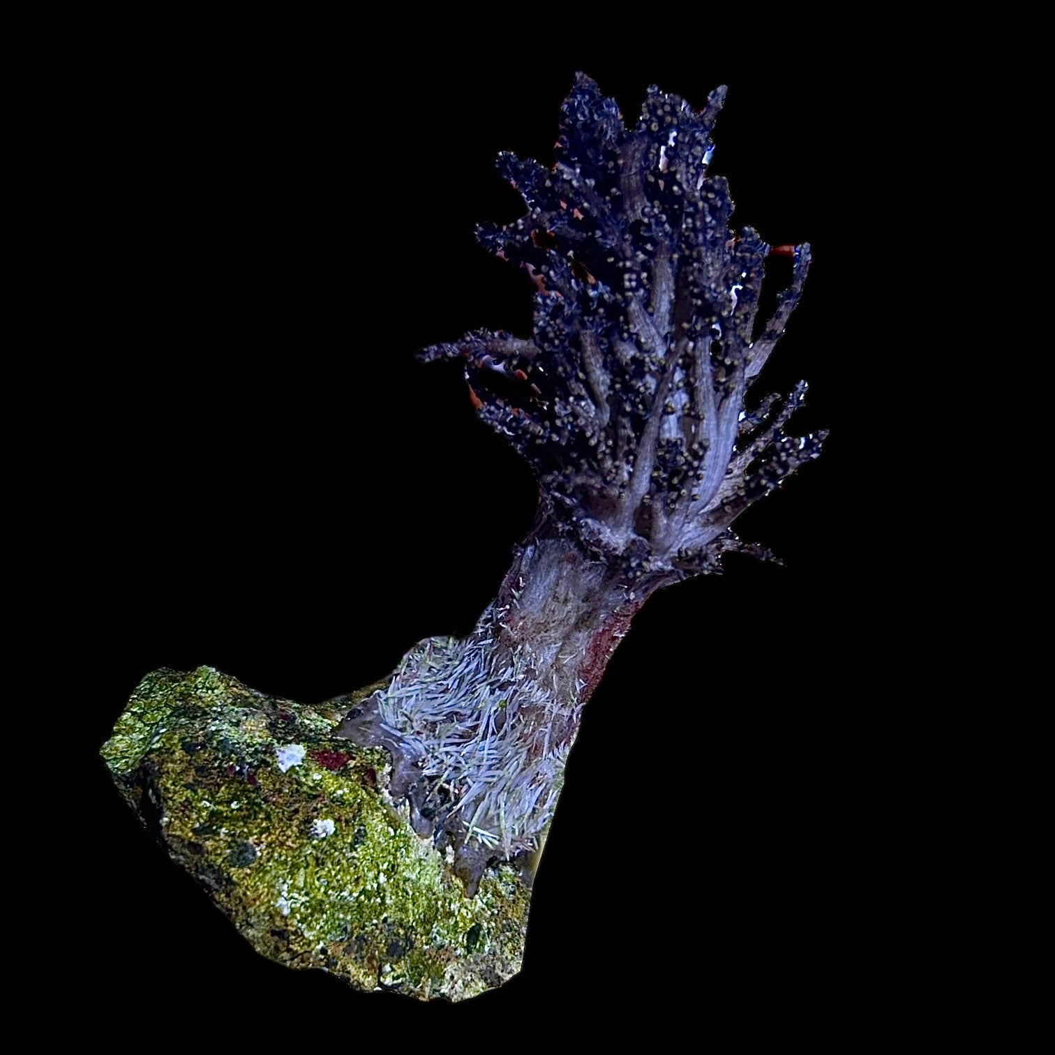 Christmas Tree Coral (Non Photosynthetic) – Alyssa's Seahorse Savvy