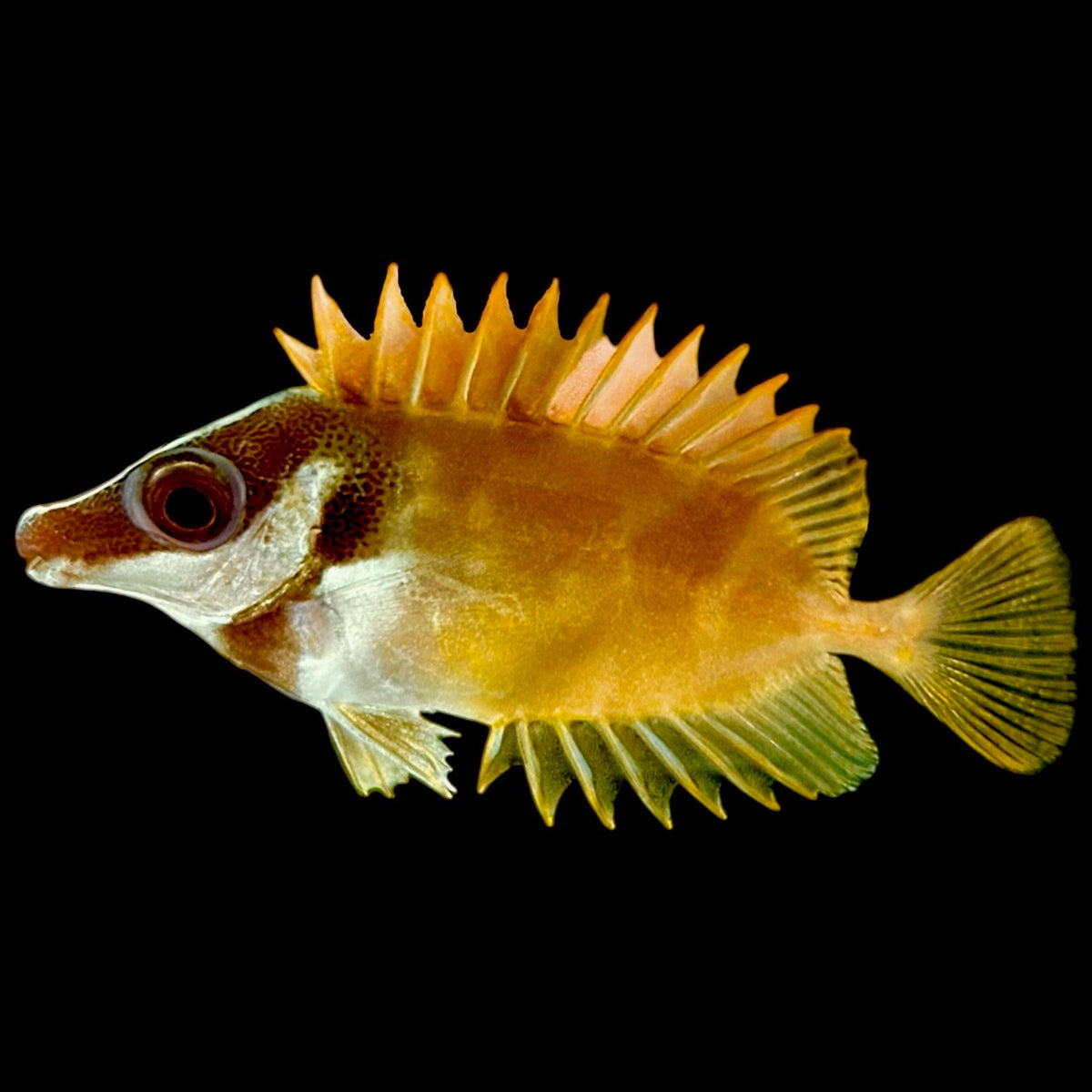 Aquarium Conditioned-Foxface Rabbitfish (Small Size) – Alyssa's ...