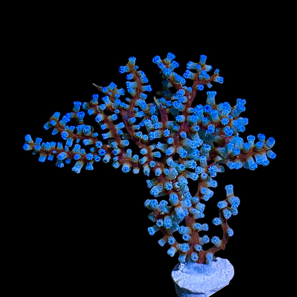 Blueberry Gorgonian-(~1-2+ inch Frag)