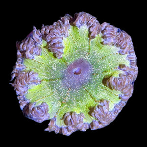 WYSIWYG Electic Rock Flower Anemone