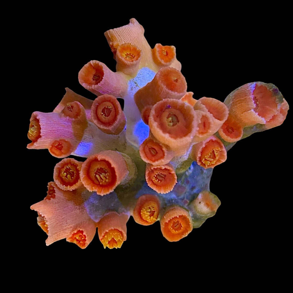 WYSIWYG Dendrophyllia-Coral Colony