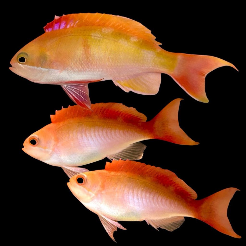 Aquarium Conditioned-Coopers Fairy Anthias Trio