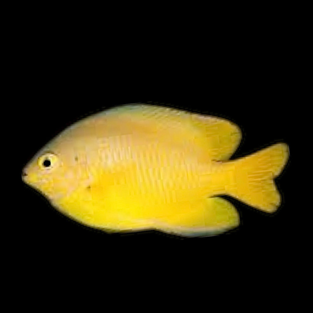 Aquarium Conditioned-Yellow Damselfish