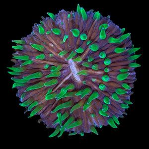 Special-Pinwheel Fungia Coral