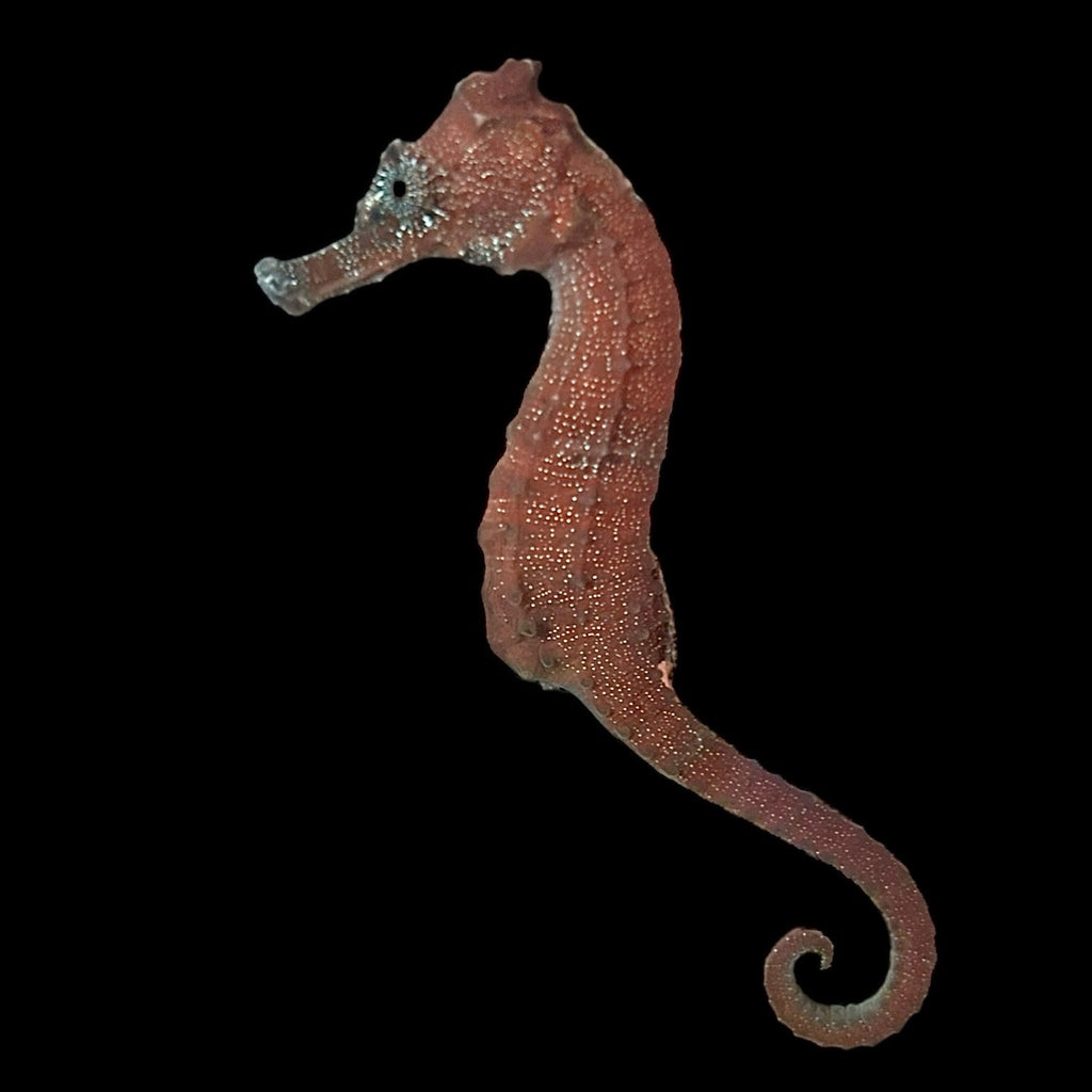 Captive Bred-Brazilian Reidi Seahorse-Single