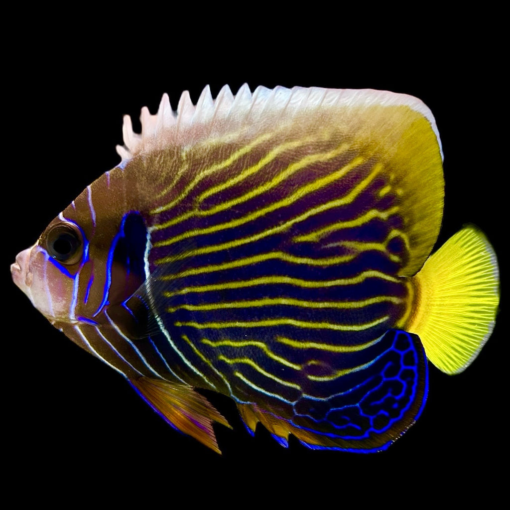 Aquarium Conditioned-WYSIWYG Adult Emperor Angelfish