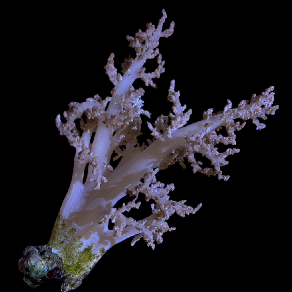 WYSIWYG Sinularia Leather-Coral Colony