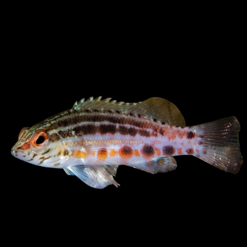 Aquarium Conditioned-Lantern Basslet