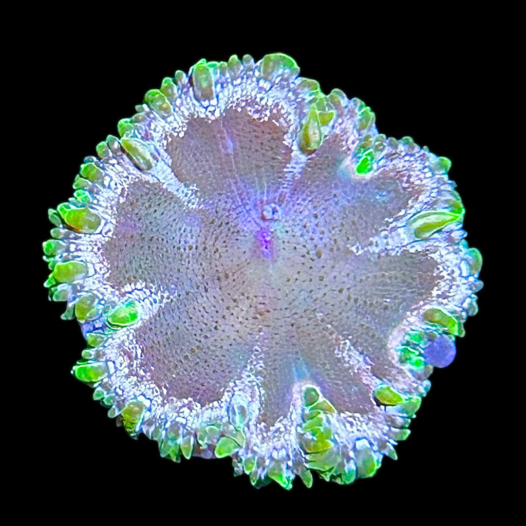 WYSIWYG Neon Rock Flower Anemone