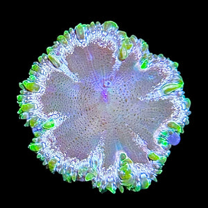 WYSIWYG Neon Rock Flower Anemone