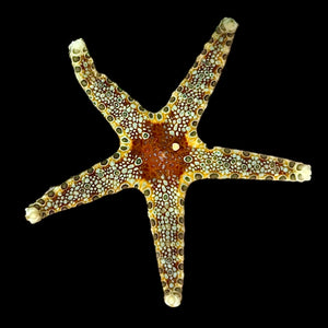Bubble Mosaic Fromia Starfish