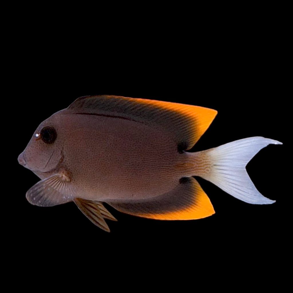 NEW ARRIVAL Aquarium Conditioned-Flame Fin Tomini Tang