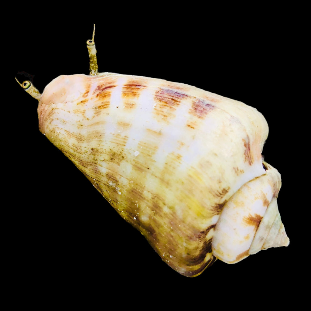Strawberry Conch (Small Size Species)-Great Sand Sifters