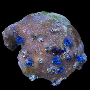 WYSIWYG Colored Feather Duster Worm Rock Porites