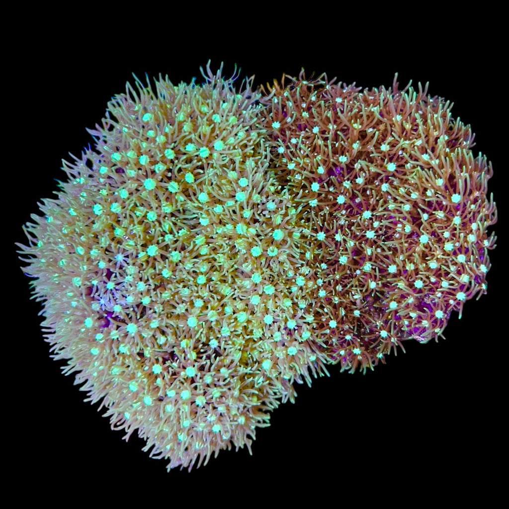 WYSIWYG Neon Green Star Polyps-Coral Colony