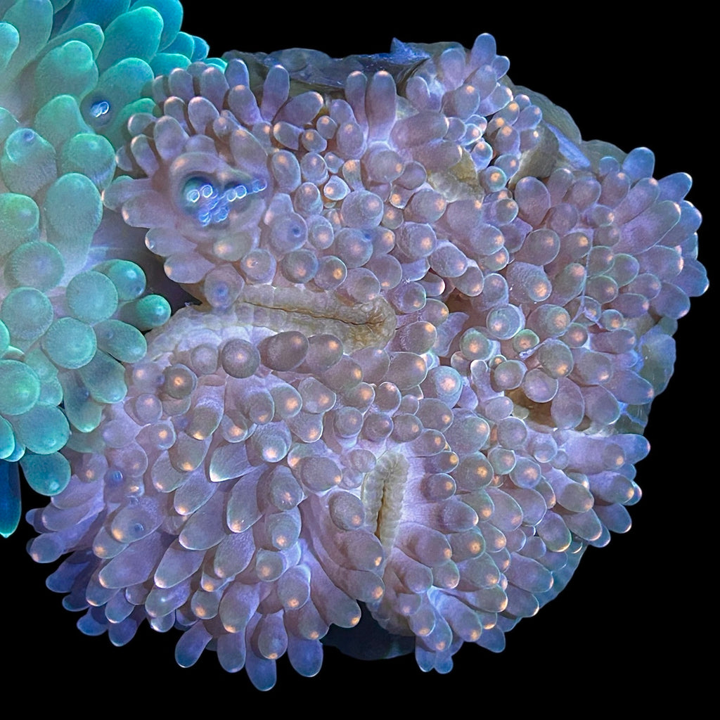 Orange Tip Green Bubble Tip Anemone
