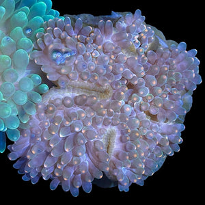Orange Tip Green Bubble Tip Anemone