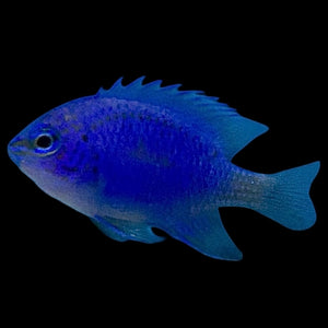 Aquarium Conditioned-Blue Sapphire Springeri Damselfish
