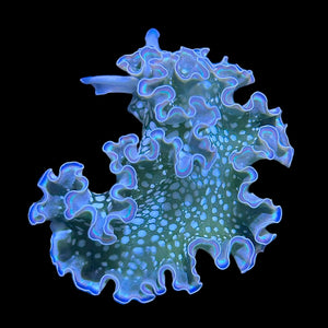 Lettuce Nudibranch