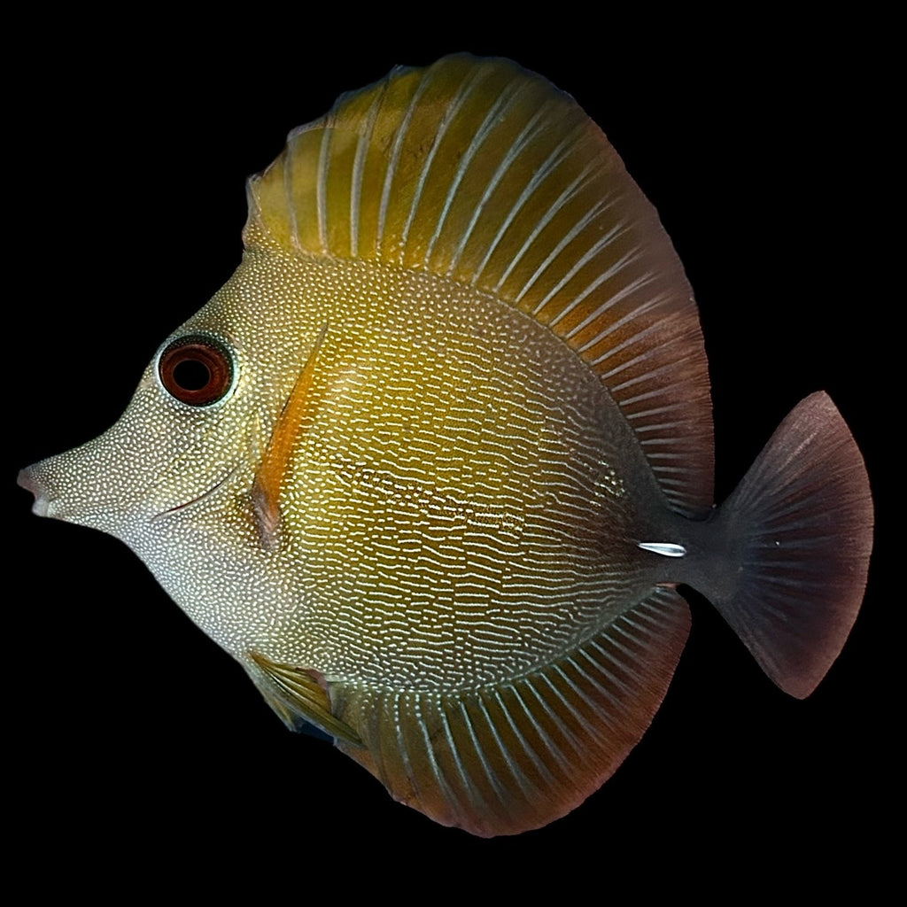 Aquarium Conditioned-Scopas Tang