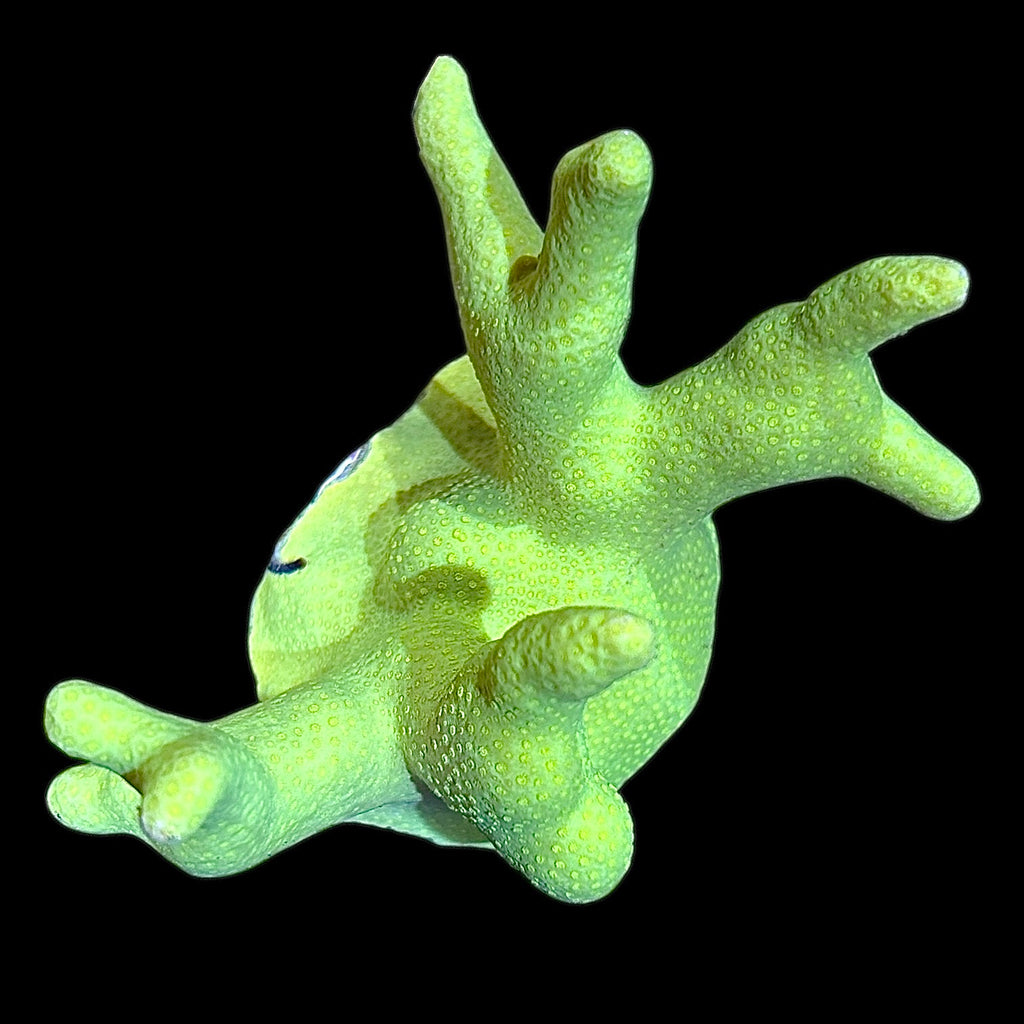 WYSIWYG Yellow Branching Australian Porites