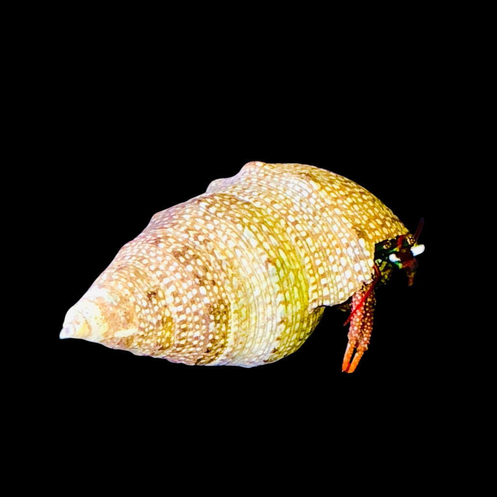 Mexican Red Leg Hermit Crab (Popular)
