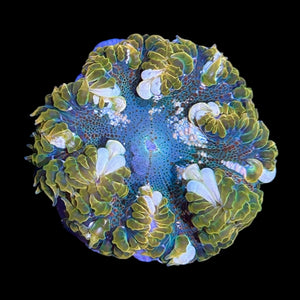 WYSIWYG Ultra Rock Flower Anemone