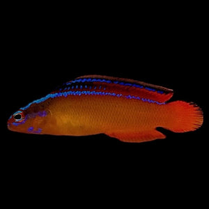 Captive Bred-Neon Dottyback