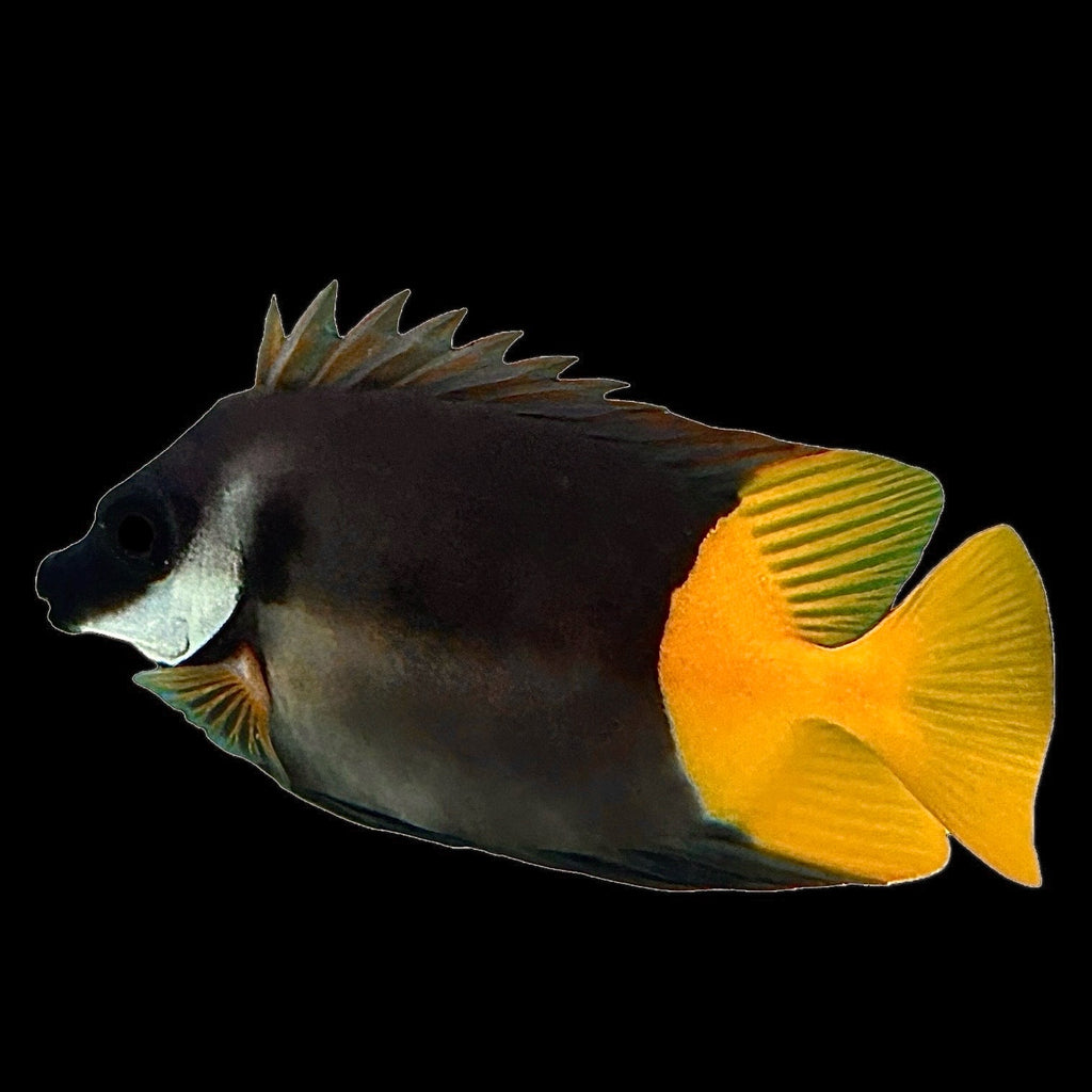 Aquarium Conditioned- Fiji Bicolor Foxface Rabbitfish