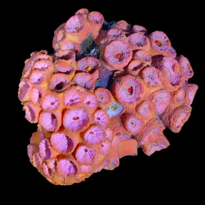 WYSIWYG Orange Sun Coral -Tubastrea sp (Colony)