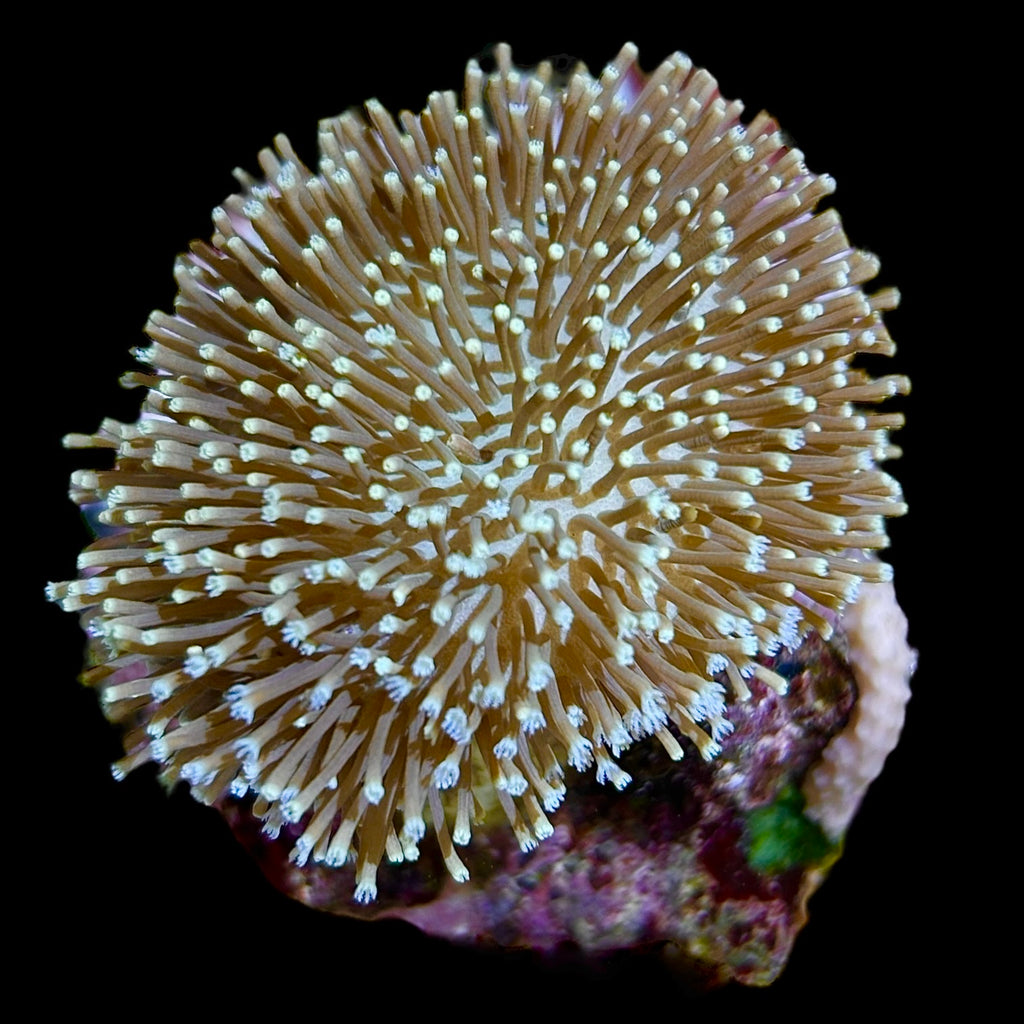 WYSIWYG Fiji Toadstool Leather Coral-Coral Colony