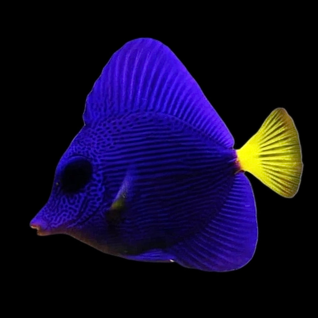 Aquarium Conditioned-Purple Tang