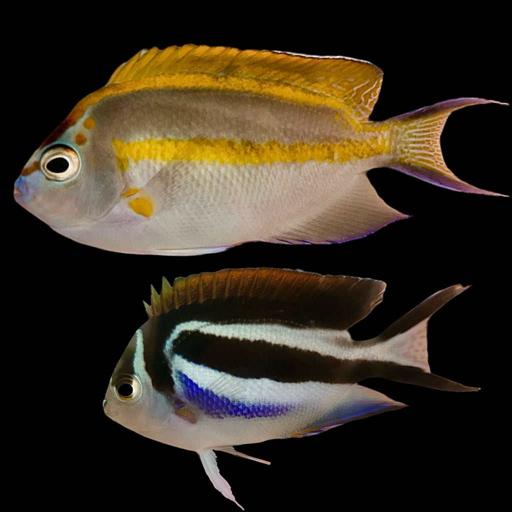 WYSIWYG Aquarium Conditioned-Bellus Angelfish Pair