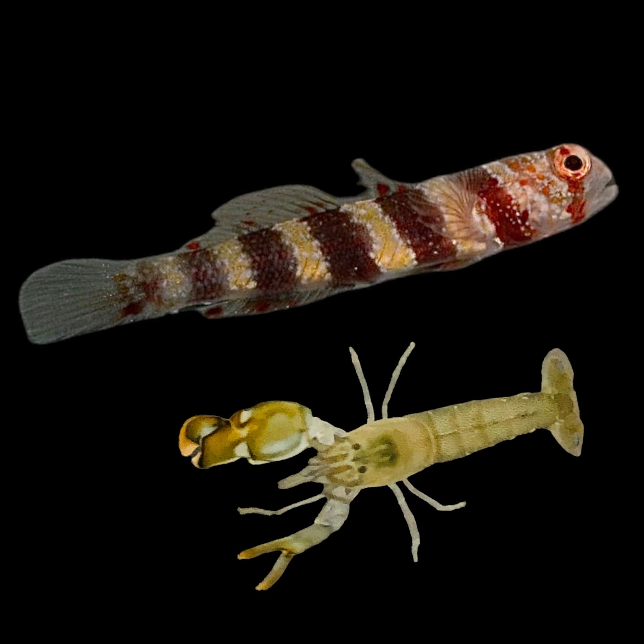 Goby – Alyssa's Seahorse Savvy