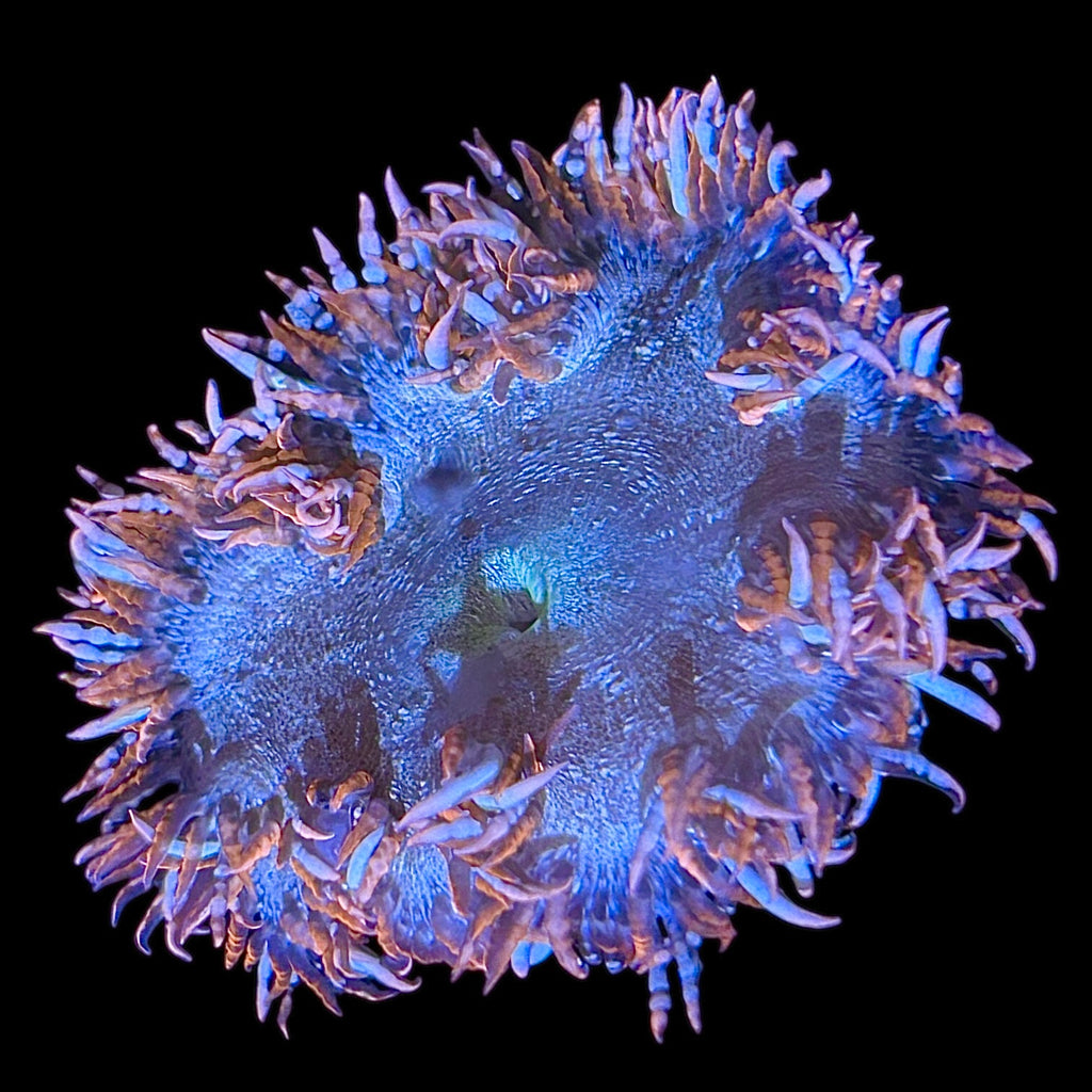 WYSIWYG Belize Rock Flower Anemone