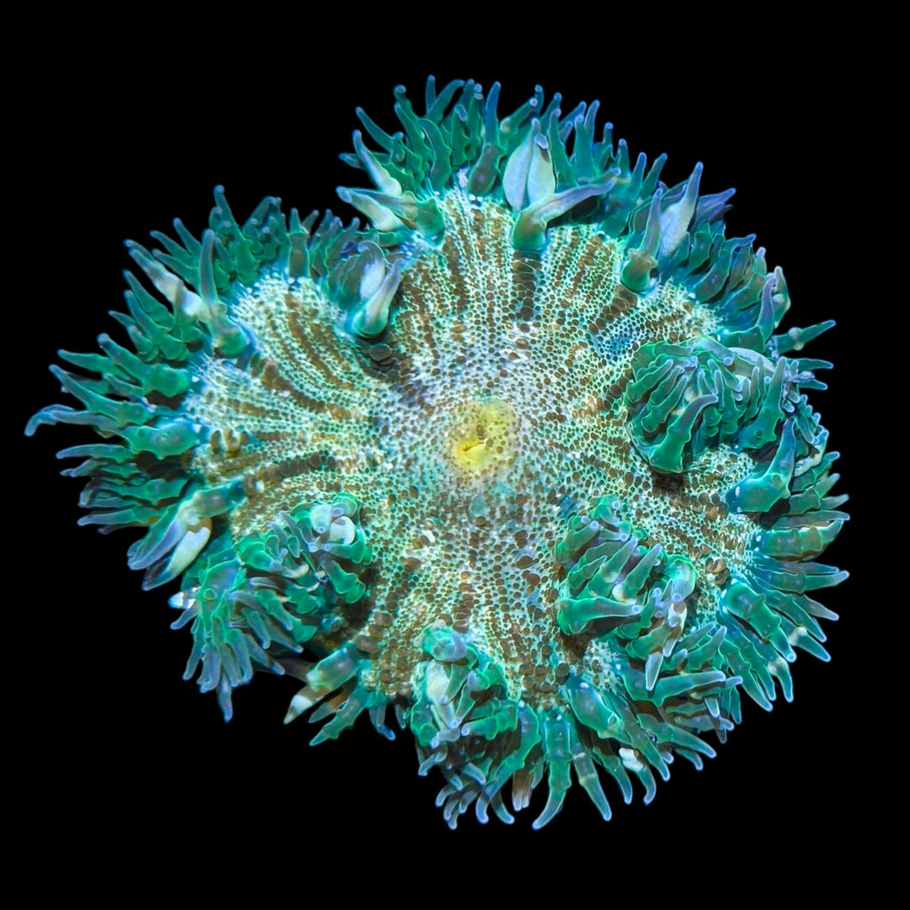 WYSIWYG Ultra Green Rock Flower Anemone