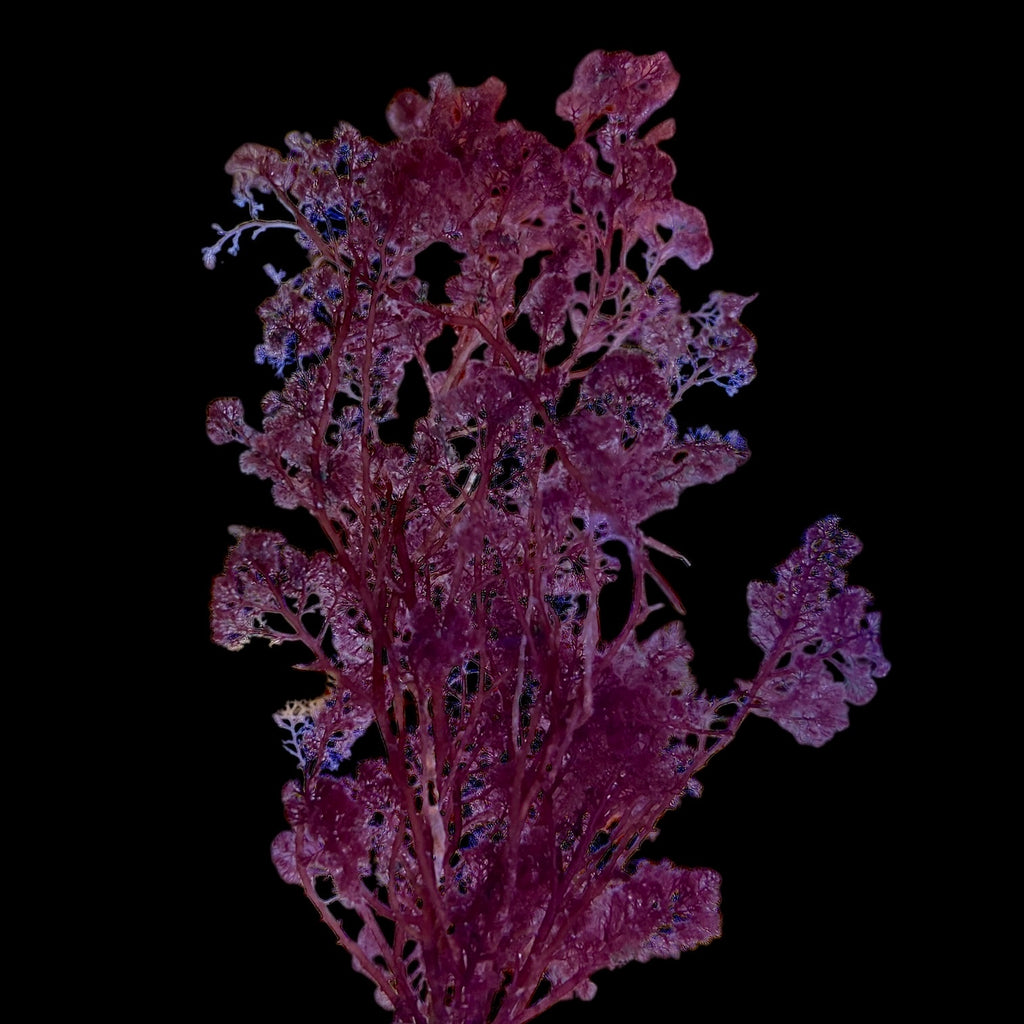 Flamigo Feather Macro Algae