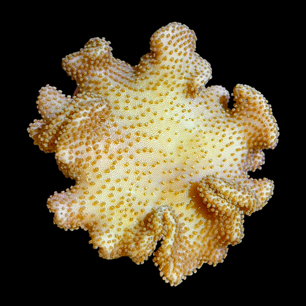 WYSIWYG Yellow Fiji Toadstool Leather Coral-Coral Colony