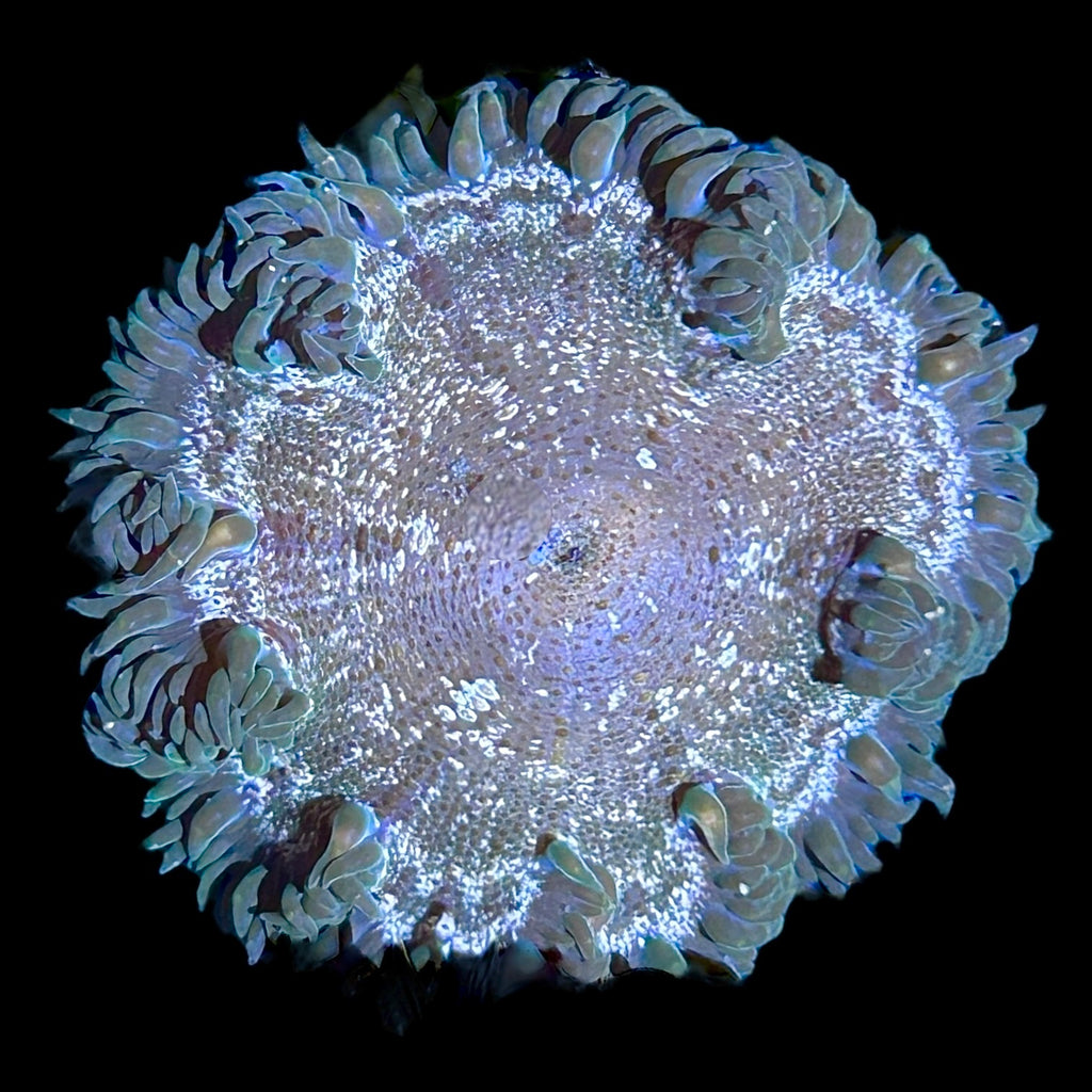 WYSIWYG Green Rock Flower Anemone
