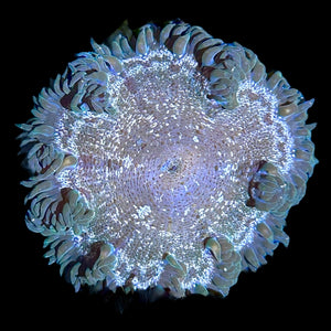 WYSIWYG Green Rock Flower Anemone