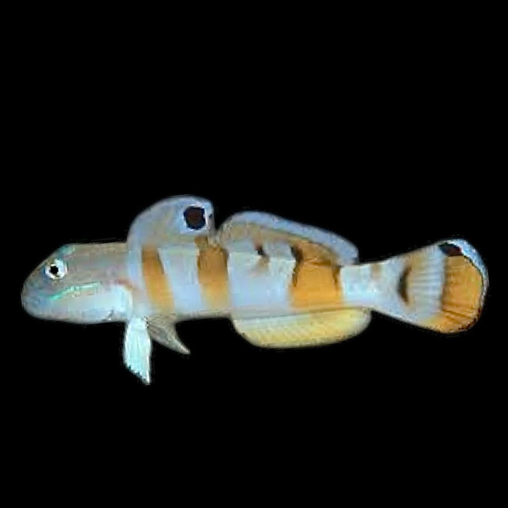 Aquarium Conditioned-Tiger Wardi Goby