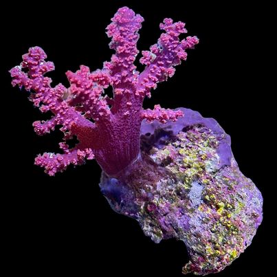 WYSIWYG Pink Chromonephthya Carnation Coral Colony (Non Photosynthetic)