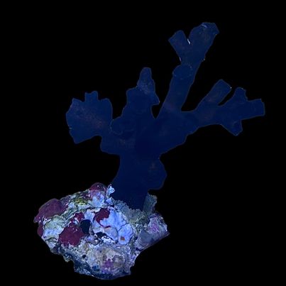 WYSIWYG Australian Black Green Sun Coral -Tubastrea sp (Colony)