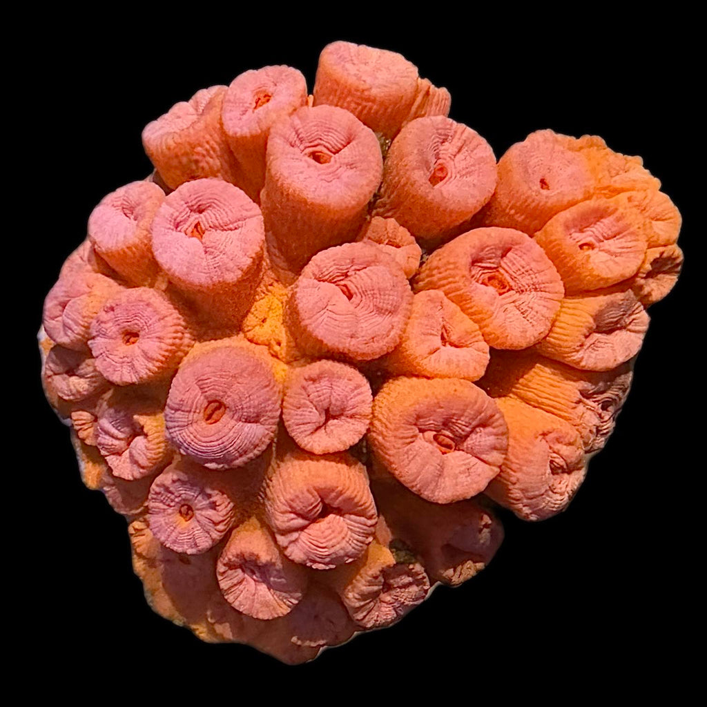 WYSIWYG Orange Sun Coral