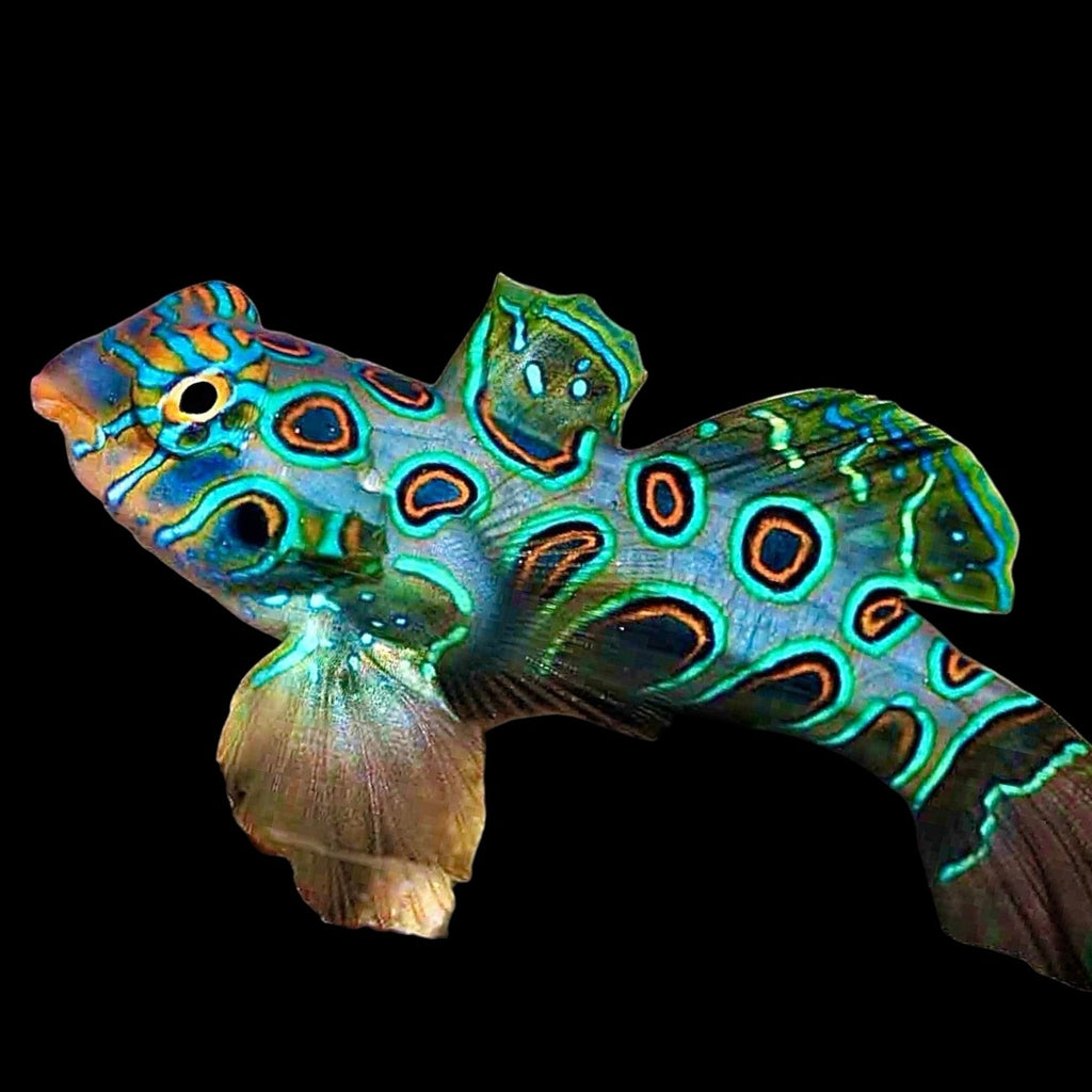 Aquarium Conditioned-Spotted Target Mandarin