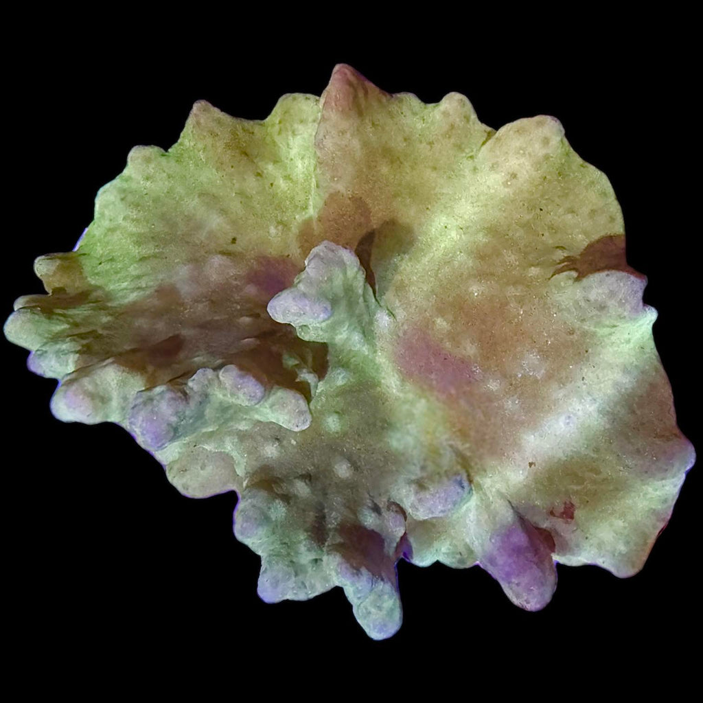WYSIWYG Neon Green Cabbage Leather Coral-Colony