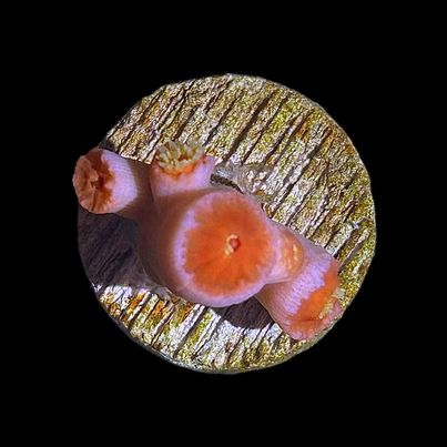 WYSIWYG Dendrophyllia Coral-Frag