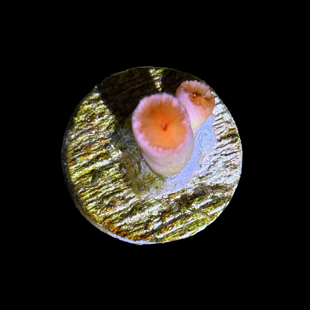 WYSIWYG Dendrophyllia Coral-Frag